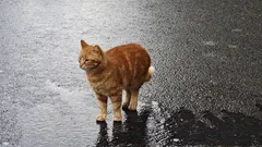 Čo by mal turista vedieť o istanbulských mačkách: tipy a príbehy