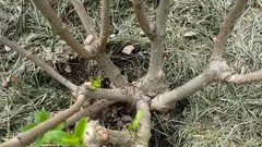 Zasadiť hlbšie, alebo nie? Chyba pri pestovaní hortenzie, ktorá môže zničiť ker