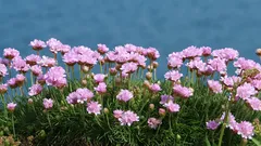 Najviac podceňovaná rastlina do záhrady: odolná voči vetru a suchu