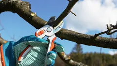 Stromy budú rodiť ako o život: tajomstvá jarného prerezávania