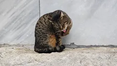 Stačí sa pozrieť na tieto tváričky: rozkošné istanbulské mačky v objektíve nášho fotografa