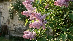 Oleandry, ktoré rastú a kvitnú bez problémov – dôležité rady pre každého záhradníka