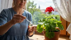 Muškáty a orchidey ožijú za pár týždňov – stačí len jedna kvapka tohto domáceho prostriedku