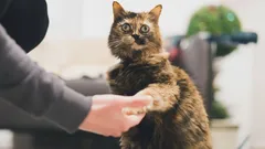 Tajomstvo, ktoré mačky nechcú prezradiť: ako ich prinútiť, aby podali labku