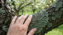 Tieto škvrny na jabloniach a hruškách vám môžu veľa napovedať o stave vašej záhrady – a je to užitočnejšie, než si myslíte
