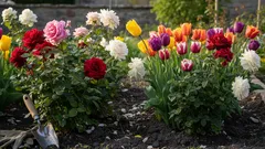 Nikdy to nesadajte vedľa ruží – zničíte kríky, ani o tom nebudete vedieť