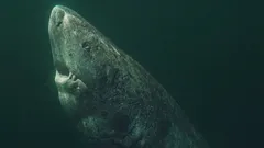 Grónsky žralok je starší ako USA: ako môže jeden morský dravec žiť viac ako 400 rokov