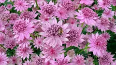 Zasaď a zabudni: nenáročná trvalka, ktorá kvitne celé leto