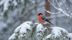 Ak sniežničky nie sú sťahovavé, prečo ich v lete nevidno? Konečne máme odpoveď