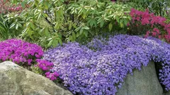 Najlepšie nízke trvalky do popredia: kvetinový záhon, ktorý nevyžaduje údržbu