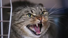 Nie je zlá, ale vystrašená: prečo vaša mačka syčí a škrabe